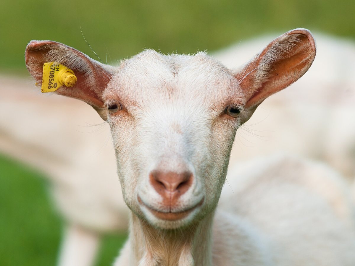 One of our jamunapari does, ear-tagged and tracked